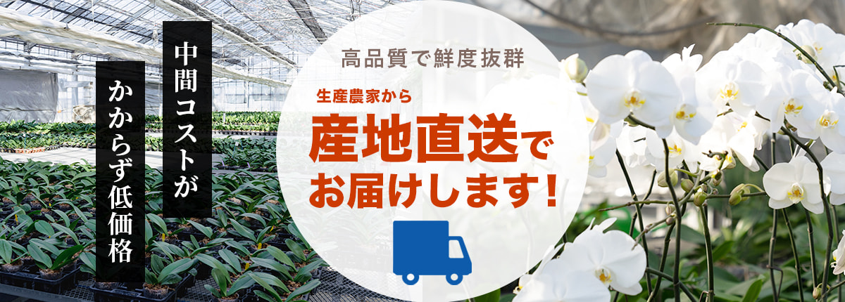 胡蝶蘭専科 低価格で高品質 全品送料無料で全国配送可